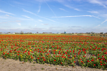 tulip field in the Netherlands - red and yellow tulips - 774085317