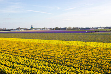spring flowers field in the Netherlands - yellow narcissus - 774085374