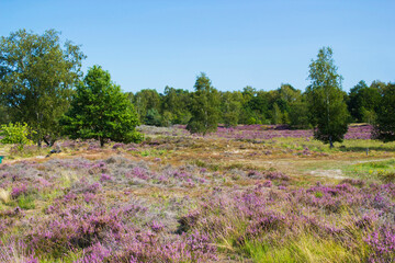 Heathland in National Park Maasduinen in the Netherlands - 774085518