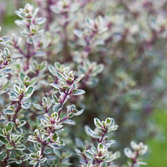 thyme in the garden - close up