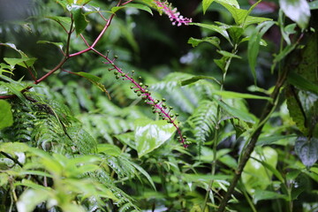 Fototapeta na wymiar Tropical forest plant of Costa Rica