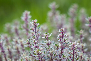 thyme in the garden - close up - 774085579
