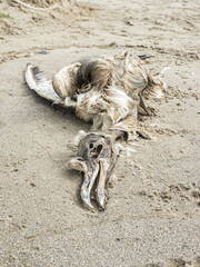 Gabbiano morto sulla spiaggia in decomposizione