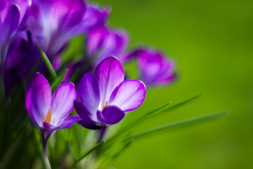 crocus flowers in the garden -  spring flowers - 774085741