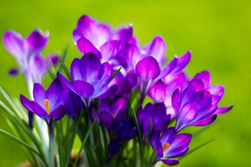 crocus flowers in the garden -  spring flowers