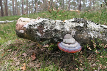 Tinder fungus (Fomes fomentarius) on a birch trunk
 - obrazy, fototapety, plakaty