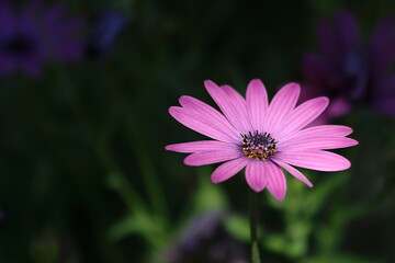 Fototapeta premium pink Dimorphotheca ecklonis, also known as Cape marguerite 