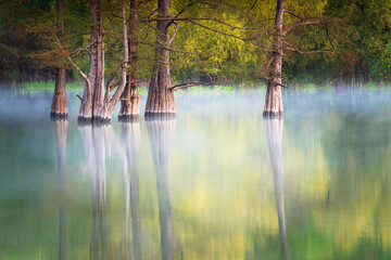 Trees growing in the water. Swamp cypresses on Sukko lake in Anapa, Russia
