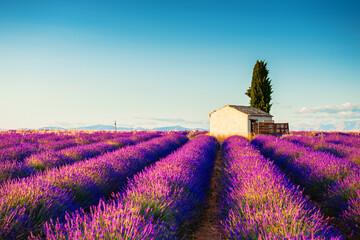 Blooming lavender fields at sunset in Valensole, Provence, France. Beautiful summer landscape.