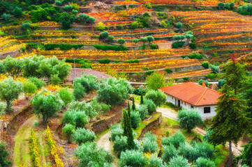 Colorful vineyards and trees in Douro river valley, Portugal. Beautiful autumn landscape