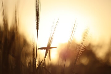 wheat ears at golden sunset