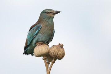 Obraz premium An European Roller perched on a flower 
