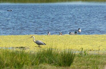 Closeup of a great blue heron (Ardea herodias) and birds in a lake in the Netherlands