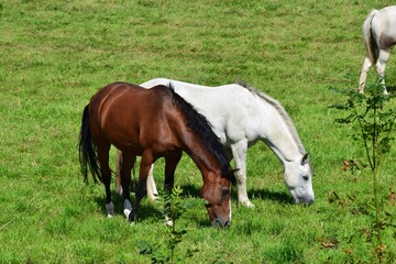 Brown and white horses grazing in a field