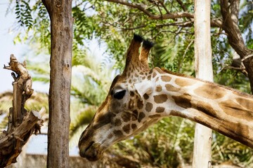 Head of a giraffe by a tree trunk at a park