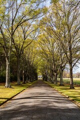 Asphalt way with trees in the park with sunny shadow, vertical shot