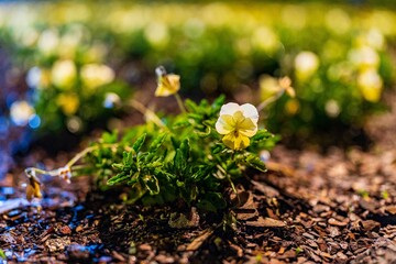 Closeup of a flower growing on the ground