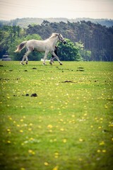 White horse galloping in a green meadow