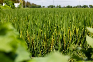 Closeup view of rice plantation in Zhoumatang village