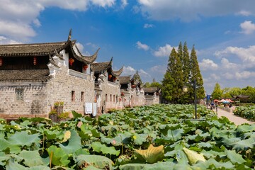 Beautiful view of lotus leaves aquatic garden in front of houses in Zhoumatang village