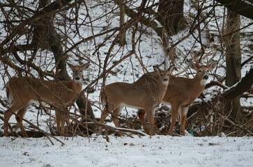 Herd of deers in a snowy forest during winter