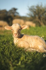 Obraz premium Vertical shot of a cute sheep laying on the grass