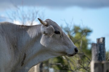 Side shot of a white cattle