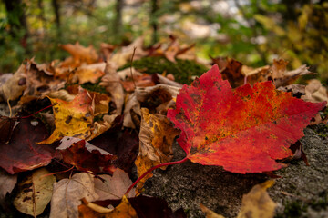 Autumn Leaves on Ground