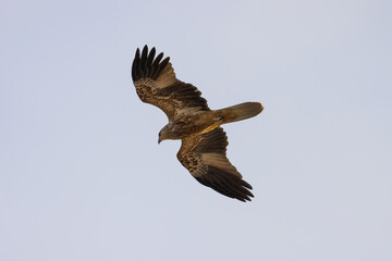 Whistling Kite (Bird of Prey) scavenging for food along 75 mile beach on K’gari (Fraser Island), Queensland, Australia - obrazy, fototapety, plakaty