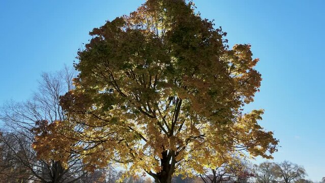 Slow pan back of a maple tree in fall under the sunlight