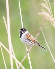 Vertical shot of a Common reed bunting (Emberiza schoeniclus) resting on the blurred background