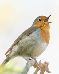 Vertical shot of a singing European robin (Erithacus rubecula) on the blurred background