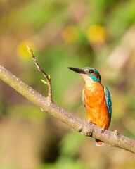 Vertical shot of a Common kingfisher (Alcedo atthis) resting on the blurred background