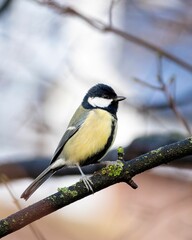 Vertical shot of a Great Tit (Parus major) resting on the blurred background