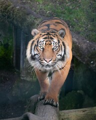 Vertical shot of a big tiger (Panthera tigris) looking at the camera on the blurred background