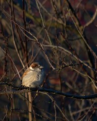 Vertical closeup shot of a Eurasian tree sparrow perched on a branch in a forest