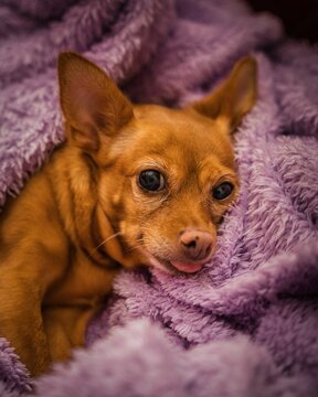 Miniature Pinscher lying on a purple blanket