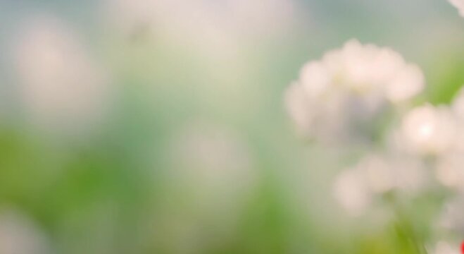 3d view of small white flowers in beautiful nature