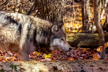Closeup of a wolf walking in a forest on a sunny autumn day