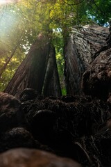 Low angle shot of a tree. California Nature