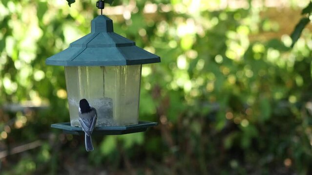 Little willow tit bird perching on feeder and eating