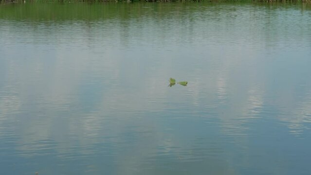 one green leaf from a tree fell into a pond and floats on the waves on a windy day. water surface of the lake with waves and reflection of blue sky and green trees. background image with nature.