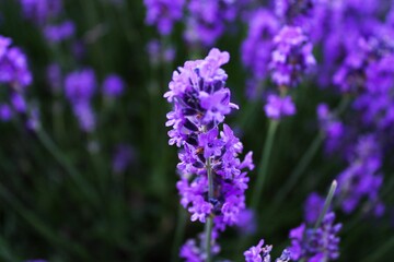 Closeup of a beautiful lavender flower