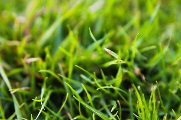 Background of green grass