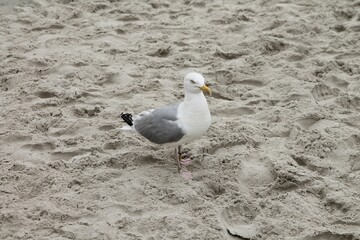 Closeup of a seagull walking on a sand