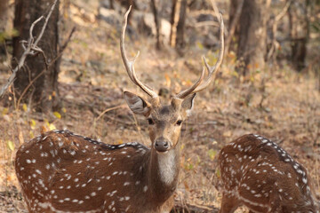 Naklejka na ściany i meble Spotted deer, Ranthambore National Park, India