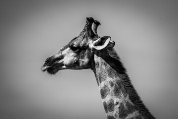 Closeup grayscale of a tall giraffe with the head against the daytime sky