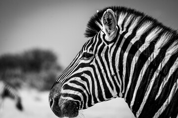 Closeup shot of a beautiful zebra in safari with the sky in the blurred background