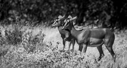 Grayscale of the mother deer with her calf resting in Safari on the blurred background
