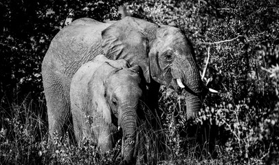 Grayscale of the big African elephant (Loxodonta) with her baby in safari during the sunny day